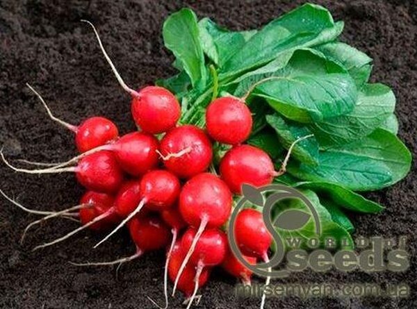 Редис "Ровер" 10г. Бейо, А (Bejo) Редис "Ровер" 10г. Бейо, А (Bejo)