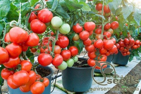 Томат "Платус" Platus F1 20с. А De Ruiter Seeds Томат "Платус" Platus F1 20с. А De Ruiter Seeds