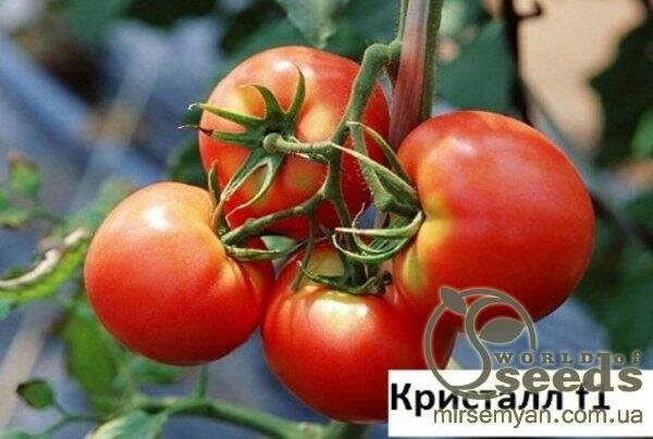 Томат Томат