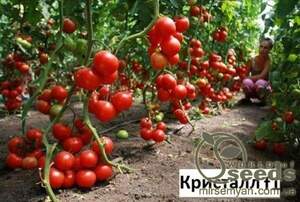 Томат Томат