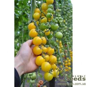 Томат Томат