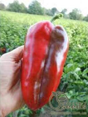 Перець "Слонове вухо" F1 5г, Superior А (Сербія)