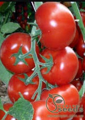 Томат "Зульфія" F1 10 семена А (Rijk Zwaan)