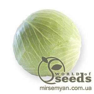Капуста білокачанна, "Джинтама" F1 100 семена (Rijk Zvaan)