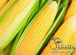 Кукурудза "Ноа F1" 50 г. Hazera Кукурудза "Ноа F1" 50 г. Hazera