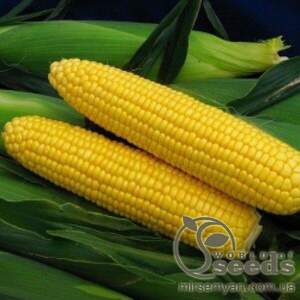 Кукурудза цукрова Тусон F1 - 50 г А (Syngenta)