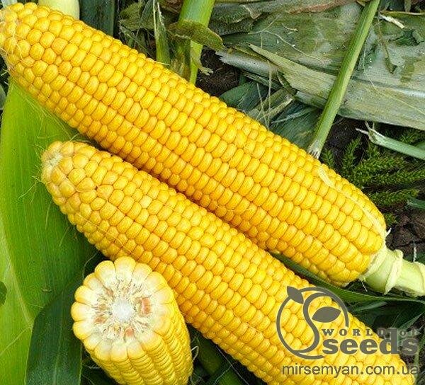 Кукурудза цукрова "Харді" F1 – 50г. А (HAZERA) Кукурудза цукрова "Харді" F1 – 50г. А (HAZERA)