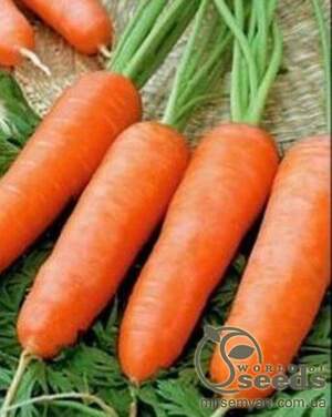 Морква "Кордоба" F1 -10 г А (Bejo Zaden)