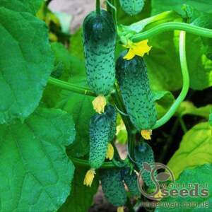 Огірок "Кантара" F1 50с. А Рійк Цваан/(Rijk Zwaan)