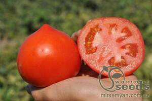 Томат Томат