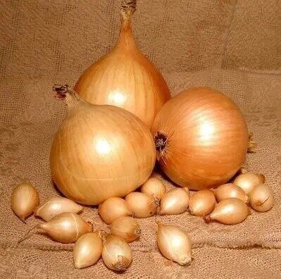 Цибуля саджанка озима Стурон / Sturon 10 кг Netherlands Цибуля саджанка озима Стурон / Sturon 10 кг Netherlands