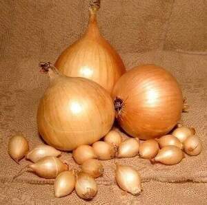 Цибуля саджанка озима  Стурон / Sturon 10 кг Netherlands