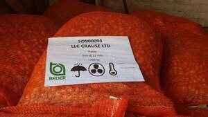 Цибуля саджанка озима Радар / Radar (Рейдер) 10 кг Netherlands