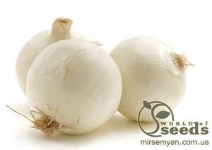 Цибуля саджанка  Гледстоун / Gladctone 1 кг  Netherlands