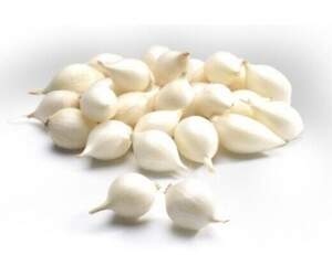 Цибуля саджанка  Гледстоун / Gladctone 1 кг  Netherlands