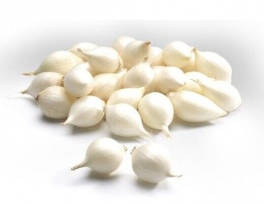 Цибуля саджанка Гледстоун / Gladctone 0,5 кг Netherlands Цибуля саджанка Гледстоун / Gladctone 0,5 кг Netherlands