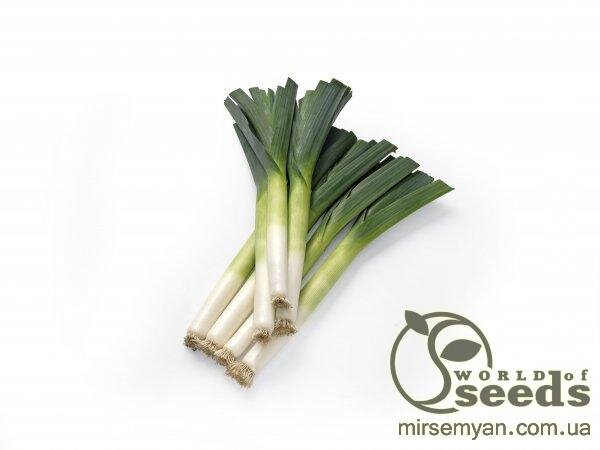 Цибуля порей "Кріптон" F1 25 000 с. (Nunhems) Цибуля порей "Кріптон" F1 25 000 с. (Nunhems)