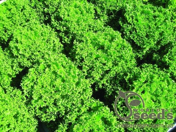 Салат "Фінстар" 5000с (драже). Нунемс (Nunhems) Салат "Фінстар" 5000с (драже). Нунемс (Nunhems)