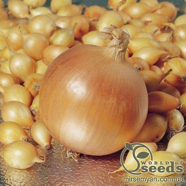 Цибуля саджанка Штутті / Shtutti TOP Onionsets Голландія 10 кг Цибуля саджанка Штутті / Shtutti TOP Onionsets Голландія 10 кг