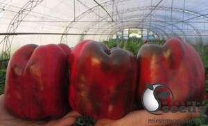 Перець "Вангард" F1 - 1000 семена (Clause)