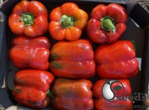 Перець "Вангард" F1 - 1000 семена (Clause)