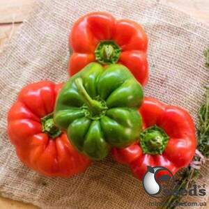 Перець "Вангард" F1 - 1000 семена (Clause)