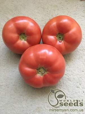 Томат Панамера F1 250 семена Клоз (Clause)