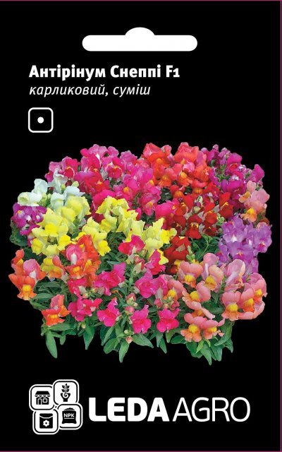Насіння Левовий зів (Антирринум) Снеппі F1 10 семена L (Hem Zaden BV Нідерланди) Насіння Левовий зів (Антирринум) Снеппі F1 10 семена L (Hem Zaden BV Нідерланди)