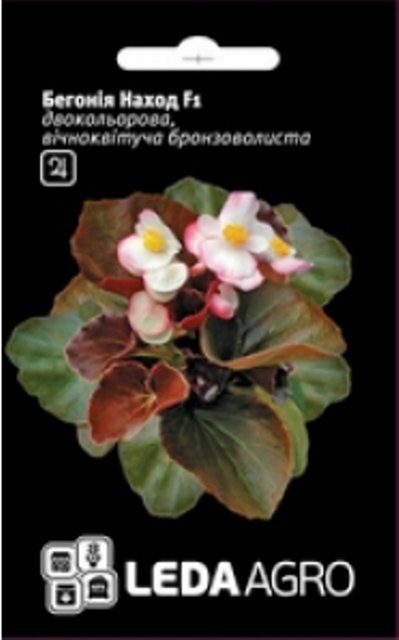 Насіння Бегонії Нахід F1, 10 семена L (Cherny Чехія) Насіння Бегонії Нахід F1, 10 семена L (Cherny Чехія)