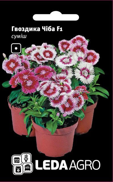 Гвоздика китайська Гвоздика китайська