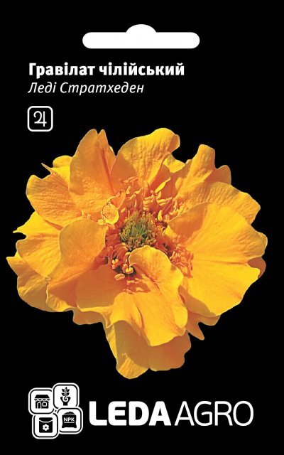 Гравілат чилійський Гравілат чилійський