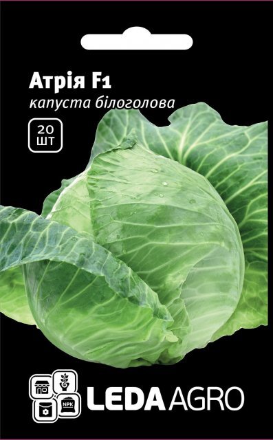 Насіння капусти Атрія F1 20 семена L (Seminis) Насіння капусти Атрія F1 20 семена L (Seminis)