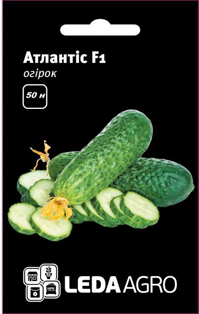 Огірок Огірок