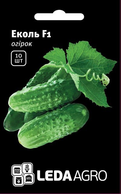 Огірок Еколь F1 10 н. L (Сингента / Syngenta) Огірок Еколь F1 10 н. L (Сингента / Syngenta)