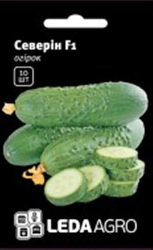 Огірок "Северін" F1 - 10 семена L (Enza Zaden)