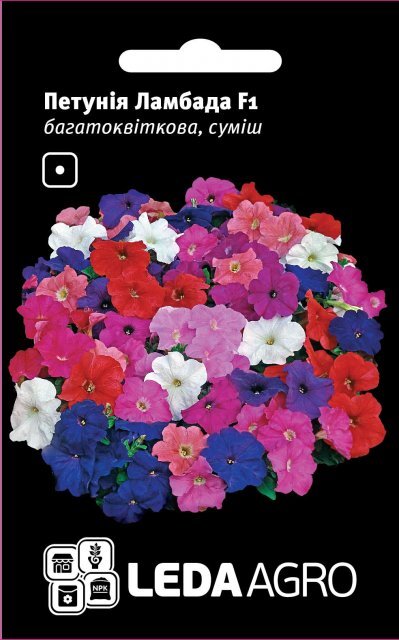 Петунія Петунія