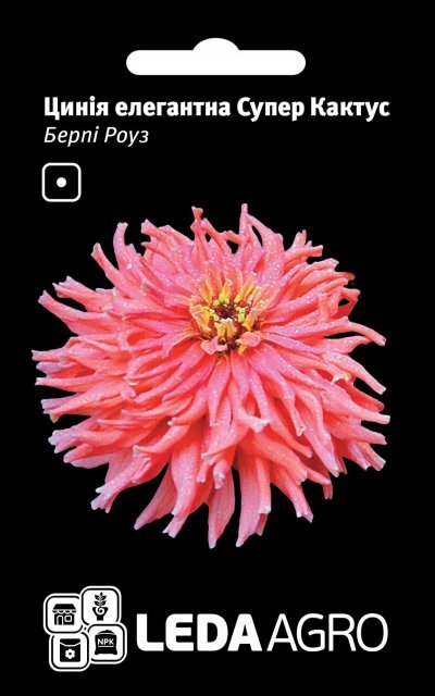 Ціннія Супер Кактус Берпі Роуз 0.3 г. L (Hem Zaden BV Netherlands) Ціннія Супер Кактус Берпі Роуз 0.3 г. L (Hem Zaden BV Netherlands)