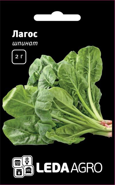 Шпинат Шпинат