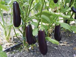 Баклажани Честер F1 500 насінин Ergon seeds