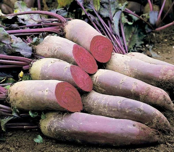 Буряк Лома 25 000 насінин (Rijk Zwaan) Буряк Лома 25 000 насінин (Rijk Zwaan)