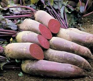 Буряк Лома 25 000 насінин (Rijk Zwaan)