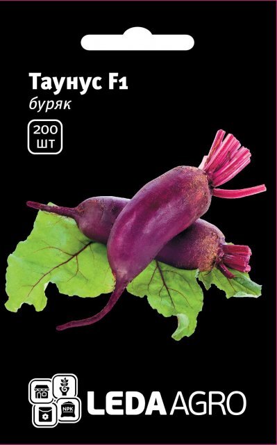 Буряк столовий Буряк столовий