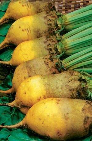 Насіння буряка кормового Урсус Полі, 100 г. WoS Насіння буряка кормового Урсус Полі, 100 г. WoS