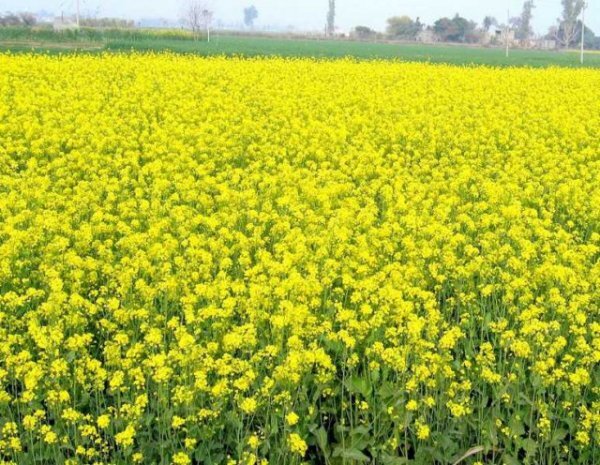 Насіння Гірчиці (на сидерати) 1 кг Насіння Гірчиці (на сидерати) 1 кг