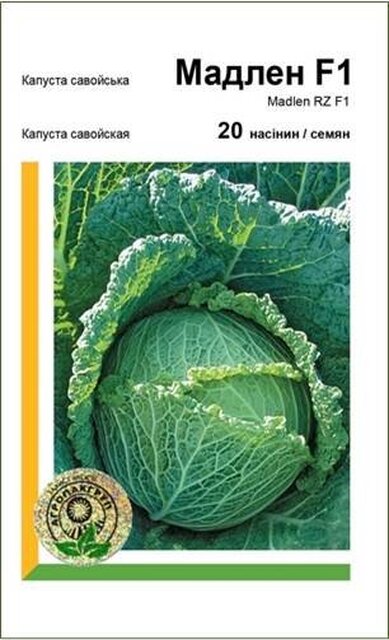 Капуста савойська Капуста савойська