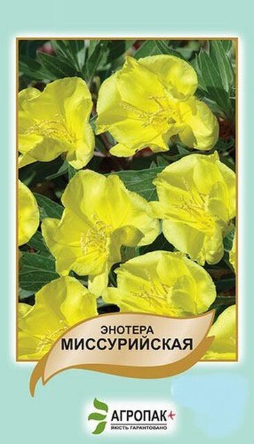 Енотера місурійська Жовта – 0,1 г А Енотера місурійська Жовта – 0,1 г А