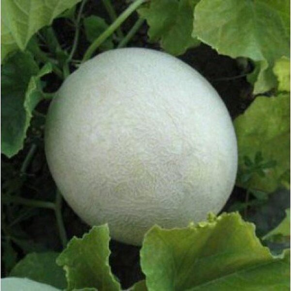 Диня "Світу" F1 1000с (Kitano Seeds) Диня "Світу" F1 1000с (Kitano Seeds)