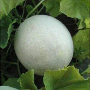 Диня "Світу" F1 1000с (Kitano Seeds)