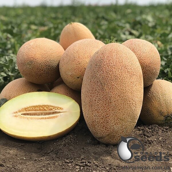 Диня Ребекка F1 1000 насінин (Hazera) Диня Ребекка F1 1000 насінин (Hazera)