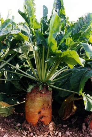 Насіння буряка кормового Бригадир 100 г (Holland Seeds) Насіння буряка кормового Бригадир 100 г (Holland Seeds)